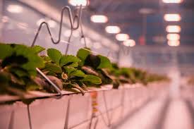 Casablanca&nbsp;Roches noires&nbsp;Autre&nbsp;Autre&nbsp;Bureau detude hydroponique roline casablanca